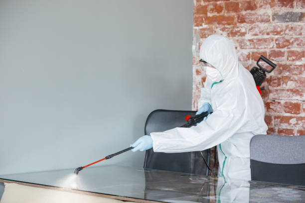 Best Basement Mold Removal  in Glyndon, MN